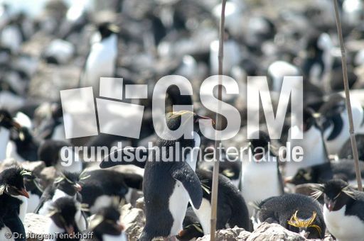 Goldschopfpinguin (06 von 19).jpg